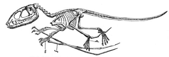 Il·lustració d'un esquelet d'un Dimorphodon del Catàleg del fòssils de Reptília i Amfíbia del Museu Britànic (Història natural), 1888