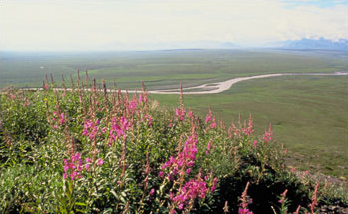 Toendralandschap in Alaska