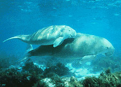 Hembra de dugongo y su cría en aguas poco profundas.