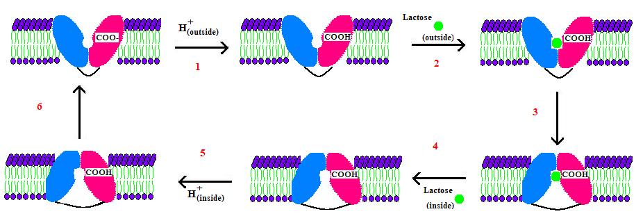 Lactose Permease Mechanism.