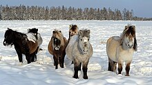 Photo d'un groupe de poneys dans la neige, une forêt de résineux en arrière-plan.