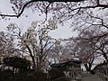 桜と木蓮に囲まれた船岡平和観音