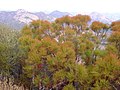 Adenostoma sparsifolium i den californiske chapparal, USA.