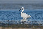 Thumbnail for File:Aigrette garzette El Guenine.jpg