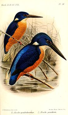 Indigoisfugl, Alcedo quadribrachys