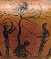 Oliivinkorjuuta. Yksityis­kohta amforasta, n. 520 eaa.