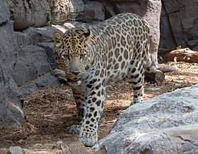 Leopardo-de-amur