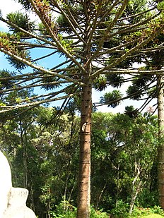 Pin du Paraná (Araucaria angustifolia).