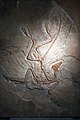 Archaeopteryx fossil