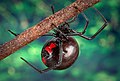 Theridiidae (Latrodectus mactans)