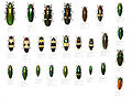 Koleksi Buprestidae dari Asia Tenggara di Musée d'Histoire Naturelle de Lille