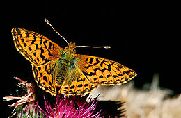 Boloria aquilonaris