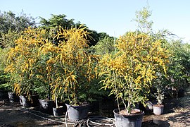 Brya Ebenus (Jamaican Rain Tree, Jamaican Ebony) (28771746282).jpg
