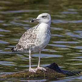 juvenile