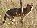 Crab-eating dog (Bweha mla-kaa)