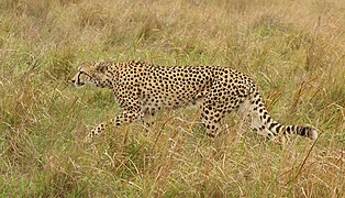 Gepardė po antilopės persekiojimo PAR Findos privačiame žaidimų rezervate (Phinda Private Game Reserve)