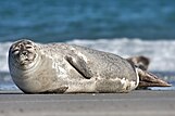 Seehunde stellen in der Ikonographie des Wattenmeers die beliebtesten Motive dar. Sie nutzen es als Ruheraum, auch zur Aufzucht der Jungen. Zur Jagd schwimmen sie auf das offene Meer und wechseln dabei zwischen den Positionen Wattenmeer und Helgoland.