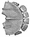 マレーヒヨケザルの下顎のスケッチ。特徴的な櫛状の歯が描かれている。