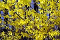 A close-up of a forsythia bush