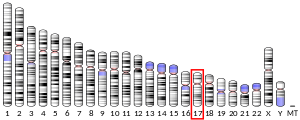 Chromosome 17 humain