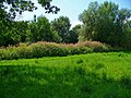 S Indische Springkraut (Impatiens glandulifera)