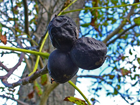 Fruits of a tree with Marssonia desease in autumn