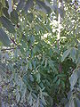 Foliage and fruits