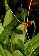 Masdevallia × ligiae