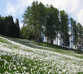 Sličica za različico z datumom 16:34, 13. maj 2008