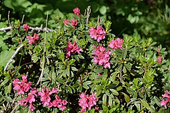 Trandafirul alpin (Rhodedendron ferrugineum)