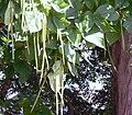 Beanpod clusters and leaves of the Northern Catalpa (Catalpa speciosa) tree.