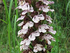 Orchis purpurea