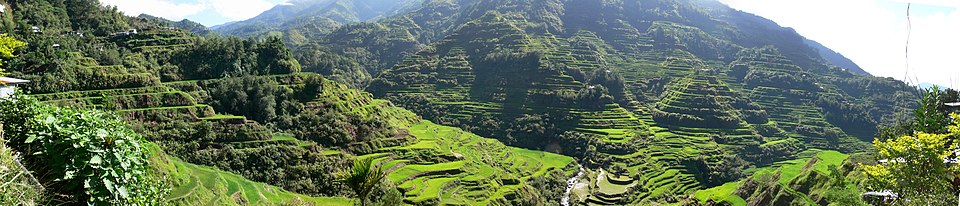 حقول زراعية أنشئها الإيغوروت بتمهيد المنحدرات الجبلية في شمالي الفلبين.