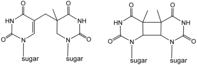 Photodimers