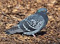 * Nomination Pigeon in Prospect Park --Rhododendrites 16:23, 25 January 2022 (UTC) * Promotion  Support Good quality. --Ermell 16:32, 25 January 2022 (UTC)