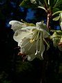 Rhododendron albiflorum