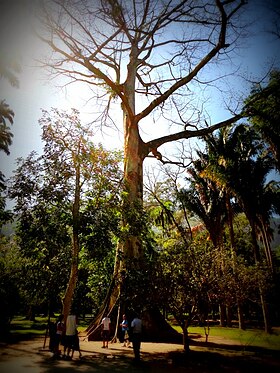 Ceiba pentandra no Jardim Botânico do Rio de Janeiro