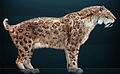 Smilodon fatalis