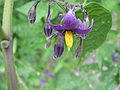 dolĉamaro (Solanum dulcamara)