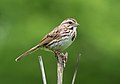 Image 111Song sparrow on Lookout Hill in Prospect Park