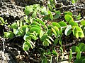 Euphorbia degeneri auf Kekepa