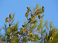 With flock of Sturnus vulgaris; south Istria, Croatia