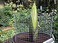 Titan arum at Kew Gardens, London, England, in June 2005