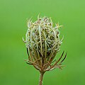 Uitgebloeide Daucus carota, (Wilde peen)..