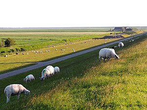 Zeedijk bij Zwarte Haan