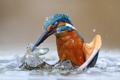 第1位：水中で狩りをするカワセミ（Alcedo atthis）。撮影地はポー川流域の自然保護区および隣接地域（イタリア、ピエモンテ州ヴェルチェッリ） – 帰属: Luca Casale / CC BY SA 4.0