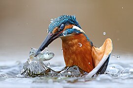 Isfugl, der fanger en fisk