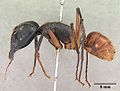 Dinomyrmex gigas