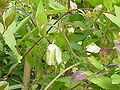 Klokwinde (Cobaea scandens)