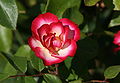 Rosa Dorlobla